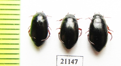 Dytiscidae sp.  Kazakhstan - INSECTS-STORE.RU