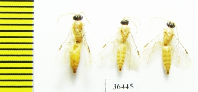 Tiphiidae sp.  Uzbekistan - INSECTS-STORE.RU