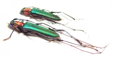 Chloridolum sieversi, pair  Russia, Far East - INSECTS-STORE.RU