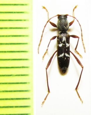 Chlorophorus diminutus  Japan - INSECTS-STORE.RU