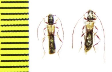 Molorchus kiesenwetteri, pair  Russia, Krasnodar reg. - INSECTS-STORE.RU