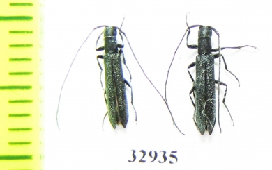 Teophilea subcylindricollis  Russia, Astrakhan reg. - INSECTS-STORE.RU