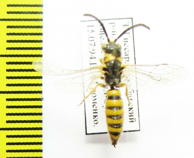 Tiphiidae, Meria sp.  Uzbekistan - INSECTS-STORE.RU