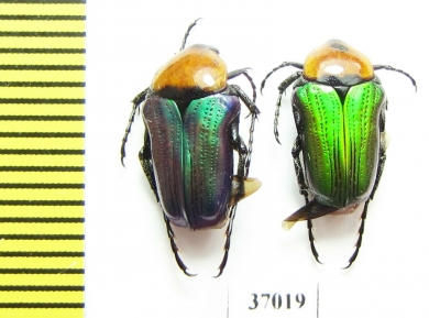Leucocelis sp.  South Africa Rep. - INSECTS-STORE.RU