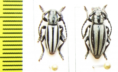 Iberodorcadion terolense, pair  Spain - INSECTS-STORE.RU