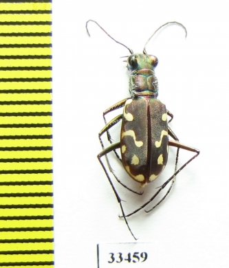 Cicindela haemorrhagica woodgatei  USA - INSECTS-STORE.RU