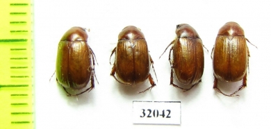 Maladera euphorbiae  Uzbekistan - INSECTS-STORE.RU