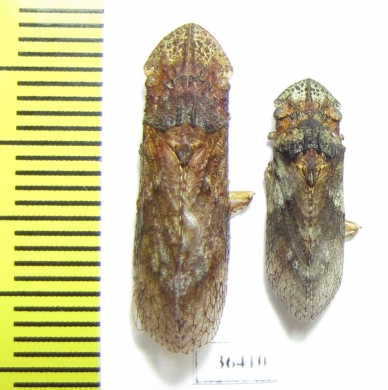 Homoptera sp.  Thailand - INSECTS-STORE.RU