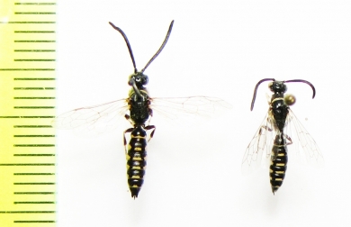 Tiphiidae, Meria sp.  Kazakhstan - INSECTS-STORE.RU