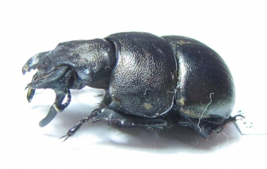 Lethrus appendiculatus, male  Tajikistan - INSECTS-STORE.RU