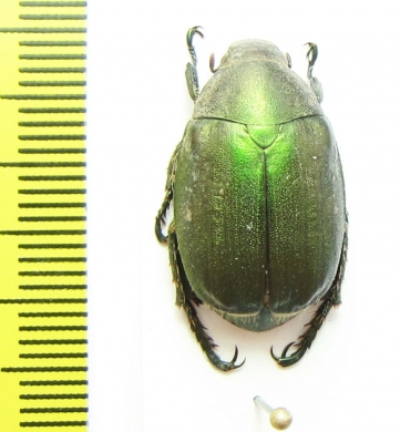 Anomala japonica  Japan - INSECTS-STORE.RU
