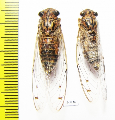 Homoptera sp.  Thailand - INSECTS-STORE.RU