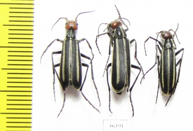 Epicauta erythrocephala  Russia, Astrakhan reg. - INSECTS-STORE.RU