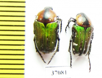Leucocelis sp.  South Africa Rep. - INSECTS-STORE.RU