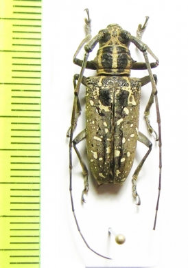 Epepeotes desertus rhobetor  Philippines - INSECTS-STORE.RU