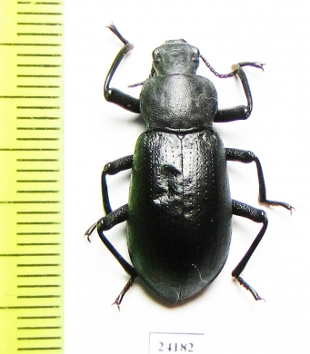 Iphthiminus italicus bellardi  Turkey - INSECTS-STORE.RU