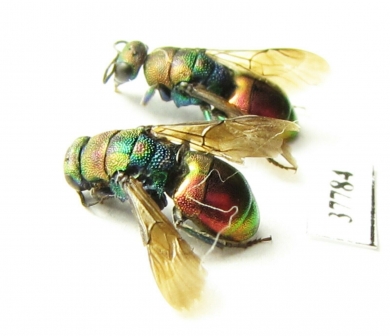Chrysididae sp.  Russia, Moscow reg. - INSECTS-STORE.RU