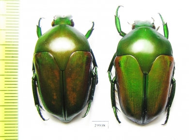 Megaphonia adolphinae  Indonesia, Papua - INSECTS-STORE.RU