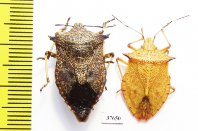 Hemiptera sp.  Peru - INSECTS-STORE.RU