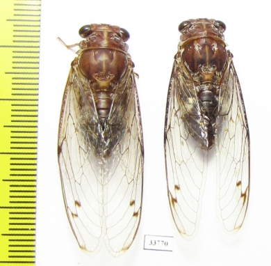 Aleeta curvicosta  Australia - INSECTS-STORE.RU