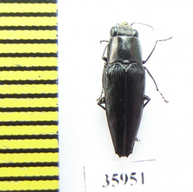 Buprestidae sp.  Tanzania - INSECTS-STORE.RU