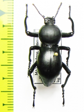 Gebienella malayana, male  Malaysia - INSECTS-STORE.RU
