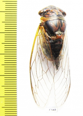 Psaltoda claripennis  Australia - INSECTS-STORE.RU