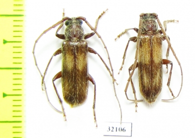 Cerambycidae sp.  South Africa Rep. - INSECTS-STORE.RU