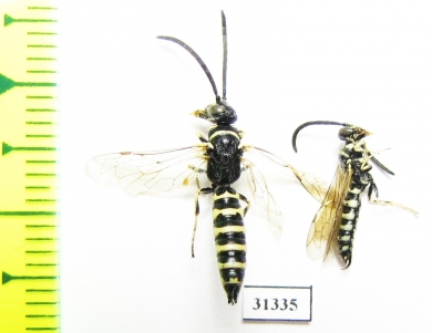 Tiphiidae, Meria sp.  Russia, Astrakhan reg. - INSECTS-STORE.RU