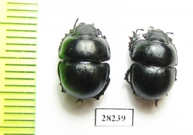 Lethrus pygmaeus  Uzbekistan - INSECTS-STORE.RU