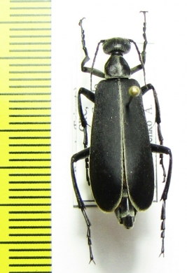 Epicauta major  Costa Rica - INSECTS-STORE.RU