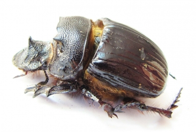 Heliocopris staudingeri  Zambia - INSECTS-STORE.RU