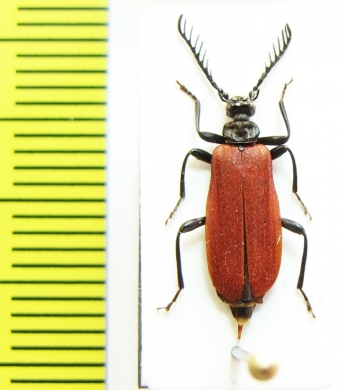 Pseudopyrochroa laticollis  Japan - INSECTS-STORE.RU