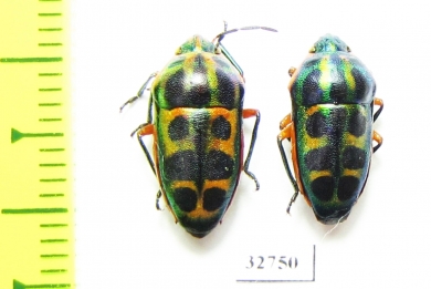 Hemiptera sp.  South Africa Rep. - INSECTS-STORE.RU