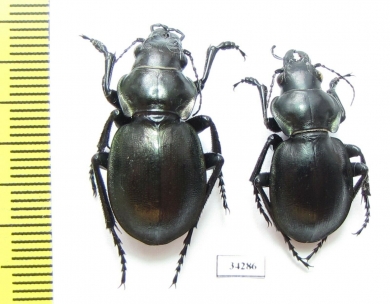 Callisthenes elegans amethystinum  Kazakhstan - INSECTS-STORE.RU