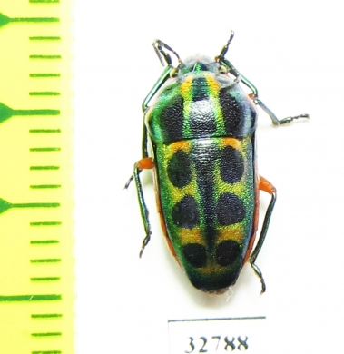 Hemiptera sp.  South Africa Rep. - INSECTS-STORE.RU