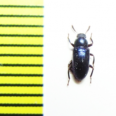 Tenebrionidae sp.  Malaysia - INSECTS-STORE.RU