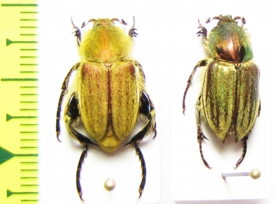 Glaphyrus superbus straussi, pair  Iran, Khorasan prov. - INSECTS-STORE.RU