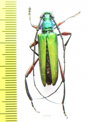 Plinthocoelium suaveolens  USA - INSECTS-STORE.RU