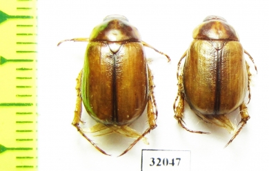 Anomala sp.  Uzbekistan - INSECTS-STORE.RU