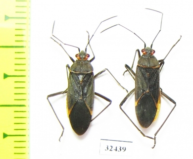 Hemiptera sp.  South Africa Rep. - INSECTS-STORE.RU