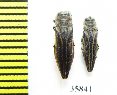 Agrilus sp.  Tanzania - INSECTS-STORE.RU