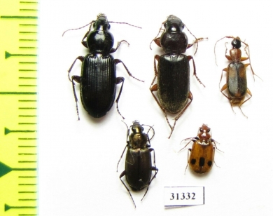 Carabidae sp.  Russia, Astrakhan reg. - INSECTS-STORE.RU