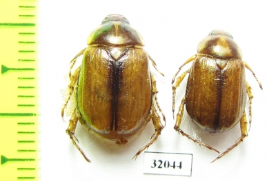 Anomala sp.  Uzbekistan - INSECTS-STORE.RU