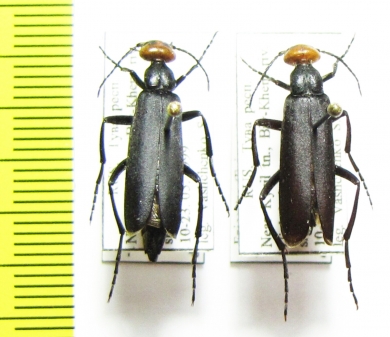 Epicauta sibirica sibirica  Russia, Tuva reg. - INSECTS-STORE.RU