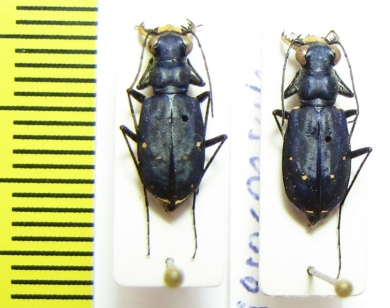 Cicindela nigrocoerulea  USA - INSECTS-STORE.RU