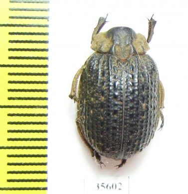 Trogidae sp.  Namibia - INSECTS-STORE.RU