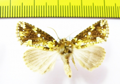 Noctuidae sp.  Nepal - INSECTS-STORE.RU
