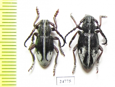 Dorcadion purkynei, pair  Greece - INSECTS-STORE.RU