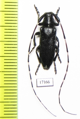 Agapanthia sp.  Morocco - INSECTS-STORE.RU